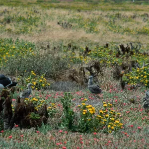 Western Gull & chicks, East Anacapa Island