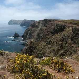 Grindelia, looking West on South side, East Anacapa Island