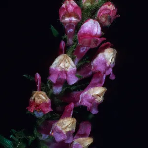 Antirrhinum multiflorum. Tunnel Trail, Santa Barbara County