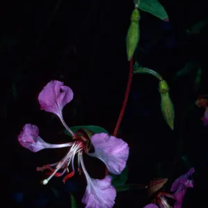 Clarkia unguiculata, Tunnel Trail, Santa Barbara County