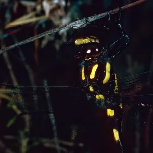 Dragonfly, Tunnel Trail, Santa Barbara County