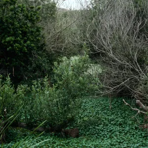 lower San Antonio Creek, Vandenberg AFB