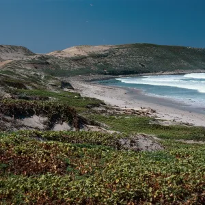 Red Eye Beach, San Nicolas Island