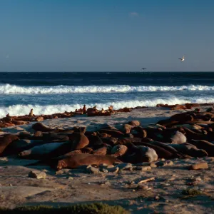 Elephant Seals. West end of Daytona Beach, San Nicolas Island