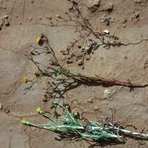Malacothrix incana, M. polycephala, hybrid, Shannon Road, San Nicolas Island