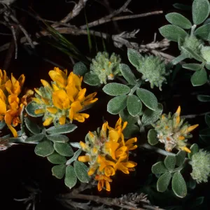 Lotus argophyllus ornithopus, San Nicolas Island
