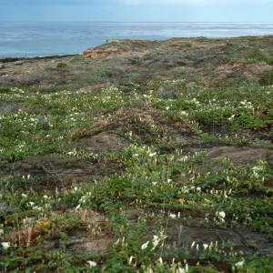 burn, East of Corral Harbor, San Nicolas Island
