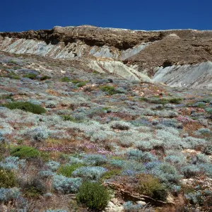 Lupine Scrub, South side, drop-off road, San Nicolas Island