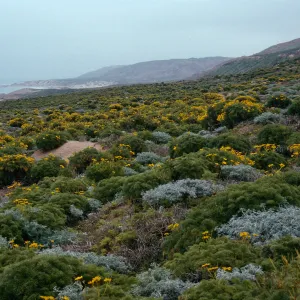East of Corral Harbor, North side, San Nicolas Island