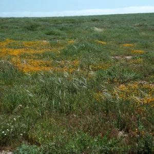 Stipa pulchra, mesa, West of Building 121/137, San Nicolas Island