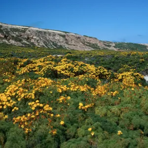 Coreopsis, Northeast flats, San Nicolas Island