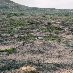 burn site, Corral Harbor, San Nicolas Island