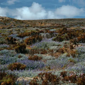 Lupinus/Coreopsis Scrub, just West of Corral Harbor, San Nicolas Island