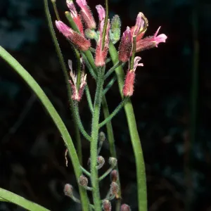 Arabis hoffmanii, North of Buena Vista, Santa Cruz Island