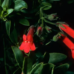 Galvezia speciosa, Santa Barbara Botanic Garden