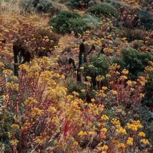 Dudleya (liveforevers), West Terrace, West Anacapa Island