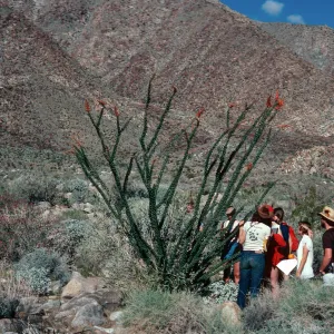 Santa Barbara Botanic Garden class, Borrego Palm Canyon