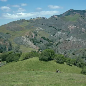 Figueroa Mountain Road, looking Northwest, Santa Barbara County