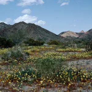 Malacothrix, South end of Joshua Tree