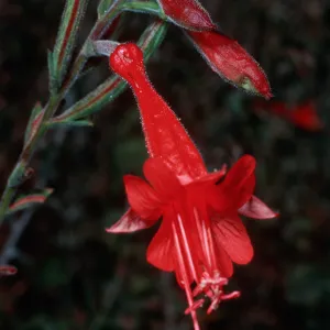 Zauschneria californica (California fuschia), Tunnel Trail, Santa Barbara County