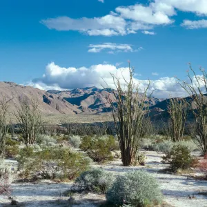 Fouquieria-Larrea-Encelia, Bow Willow, Anza Borrego, used for Spring 1988 Calender