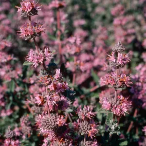 Salvia leucophylla (Purple Sage), Point Sal, Northwestern Santa Barbara County