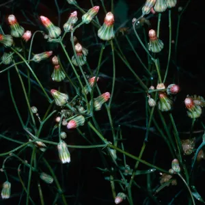 Malacothrix phaeocarpa