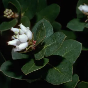 Arctostaphylos purissima, West of Rucker Road, Burton Mesa, Santa Barbara County