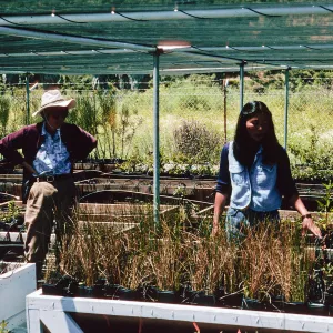 Janet Takara, native plant nursery, Middle Ranch, Santa Catalina Island