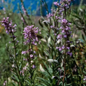 Turricula parryi, Hwy 33