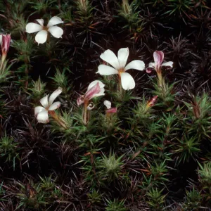 Leptodactylon veatchii, Dudleya dachyphytum location, West of head of of Cañada de La Mina, Cedros Island