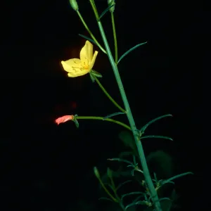 Camissonia californica, East Jesusita Trail, Santa Barbara County