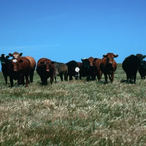 cattle, Santa Rosa Island