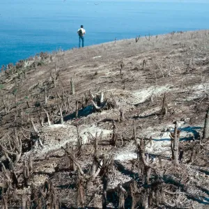 pelican nests, South fork of Graveyard Canyon, Santa Barbara Island