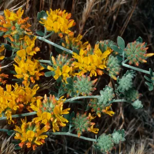 Lotus argophyllus ornithopus, main fork- Graveyard Canyon, SBI