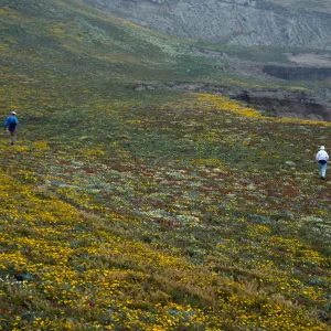 Layia (tidy tips), West side of Carrington Point, Santa Rosa Island