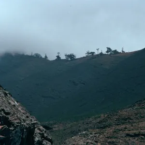 pines on ridge above Pilot Rock Beach, North-East side, Guadalupe Island, Baja, California