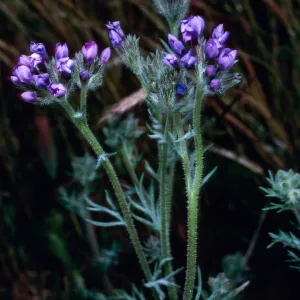 Gilia nevinii, Cypress grove, Guadalupe Island