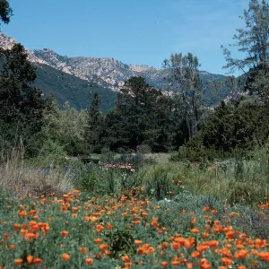 meadow, Santa Barbara Botanic Garden