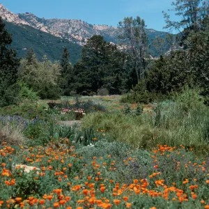 meadow, Santa Barbara Botanic Garden 