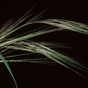 Stipa, Island Section, Santa Barbara Botanic Garden
