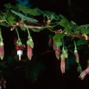 Ribes thacherianum, Santa Barbara Botanic Garden