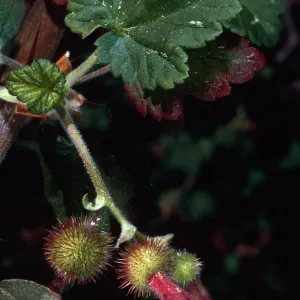 Ribes thacherianum, Island Section, Santa Barbara Botanic Garden
