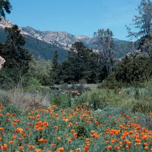 meadow, Santa Barbara Botanic Garden
