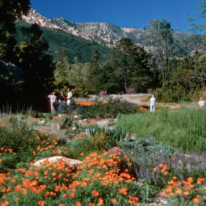 meadow, Santa Barbara Botanic Garden