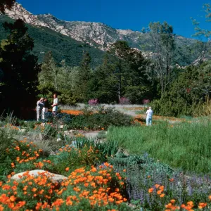 meadow, Santa Barbara Botanic Garden