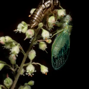 cicada on Heuchera maxima, Santa Barbara Botanic Garden