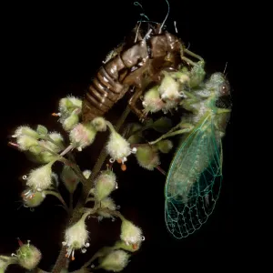 cicada on Heuchera maxima, Santa Barbara Botanic Garden
