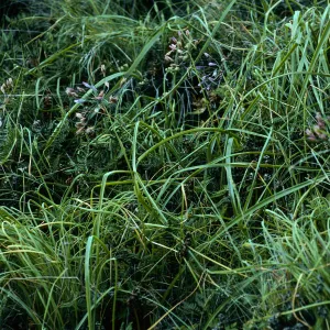 Triteleia clementina, 2nd canyon, South of “Malo”, San Clemente Island