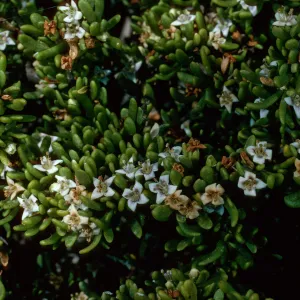 Lycium californicum, South of airfield, San Clemente Island